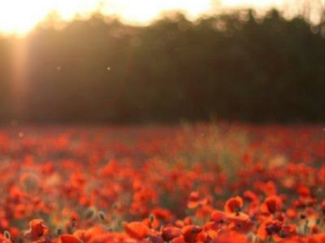 Campo de flores