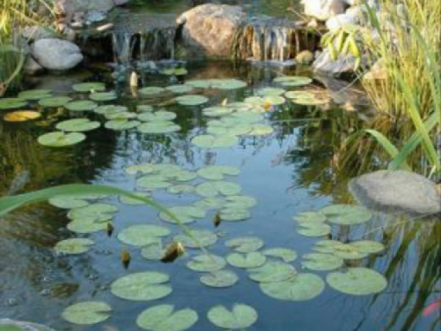 Lago de peixes