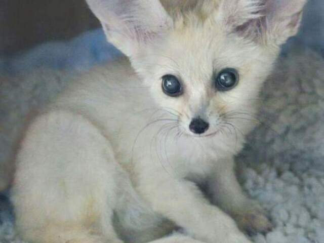 fennec fox