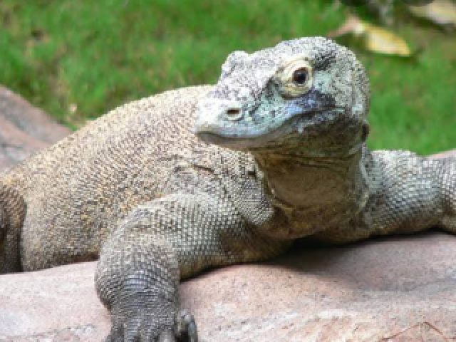 Dragão-de-Komodo