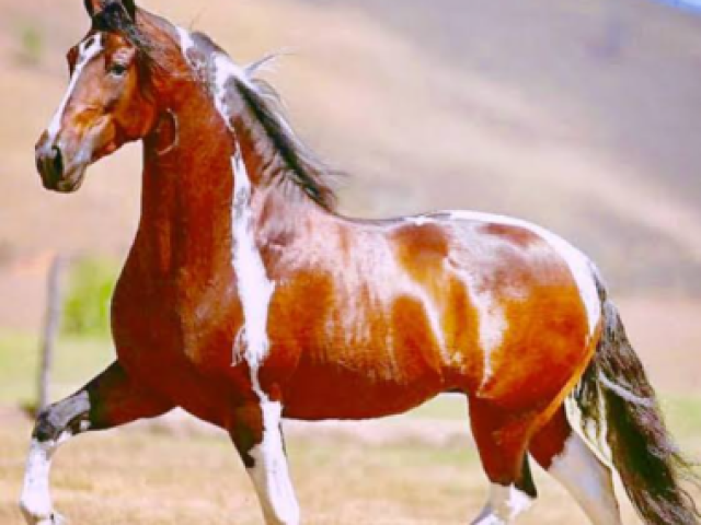 Cavalo