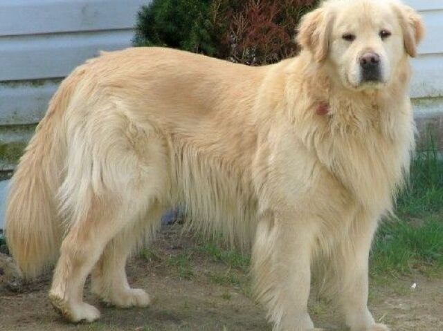 golden retriver