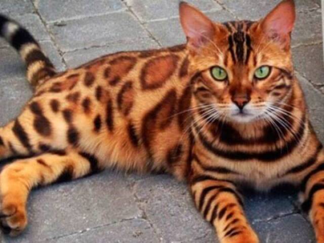 bengal