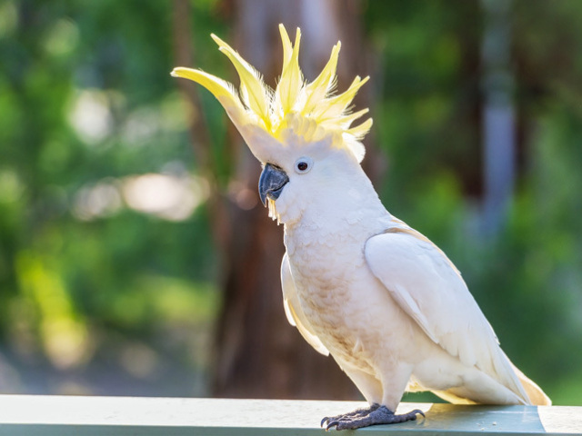 cacatua