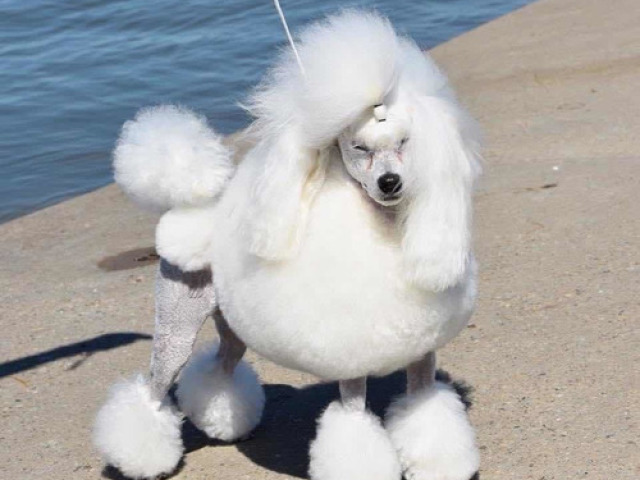 poodle toy