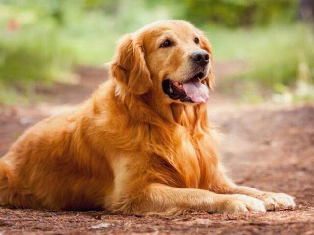 golden retriver