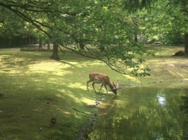 Um lugar bonito com animais