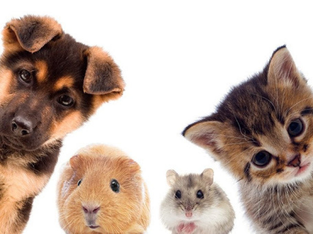 Qual animal de estimação combina mais com você?