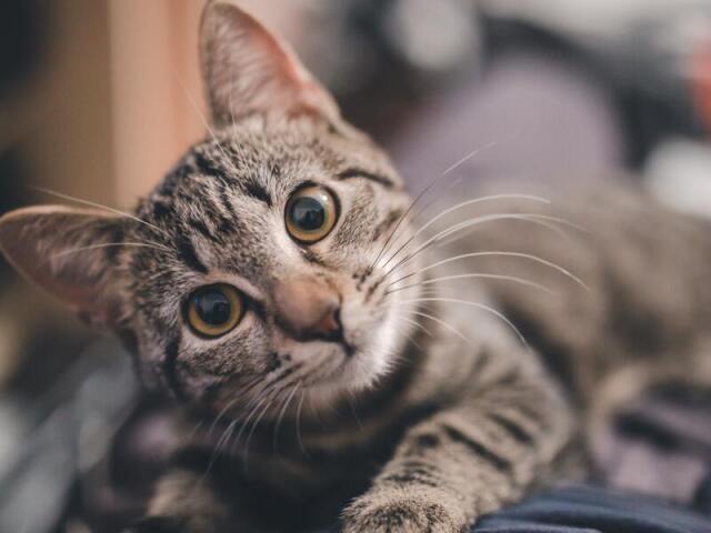 Gato