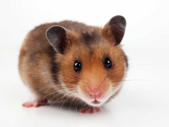 Hamster
