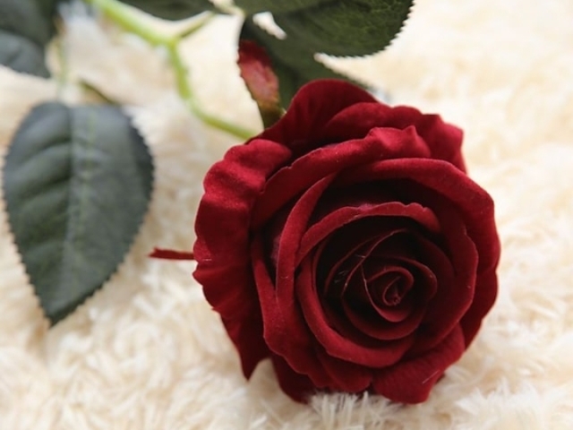 Rosa
