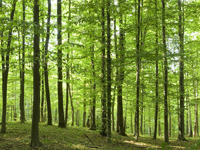 Floresta!! É um lugar muito agradável.