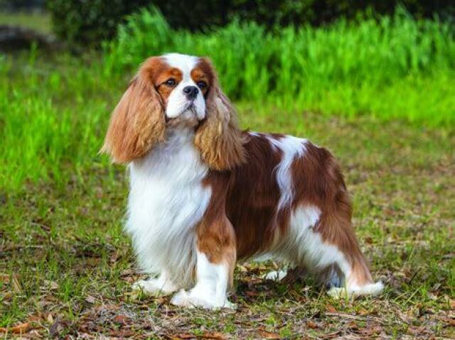 Cavalier