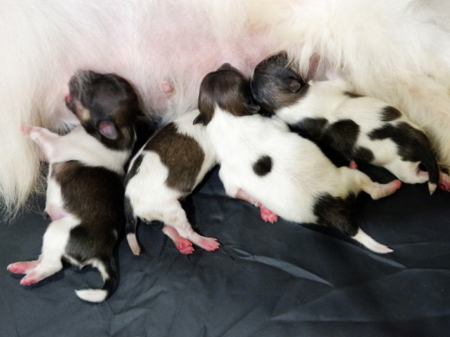 De qual raça vocês acham que são estas fofuras???