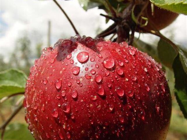 ∙Maçã, minha fruta preferida∙