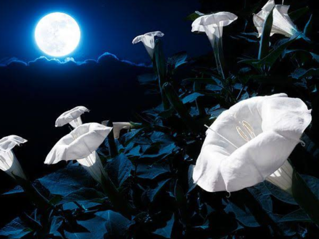 Flor: Luna de Lua