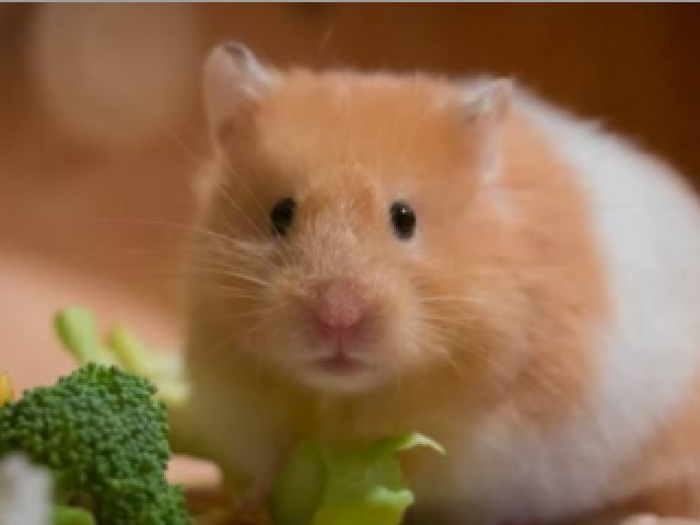 Hamster