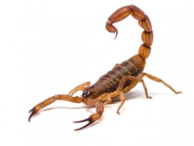 Escorpião