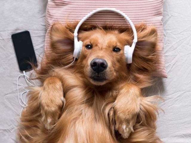 Cachorro