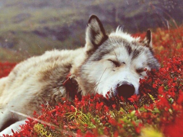 Lobo