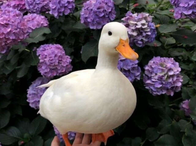 Pato