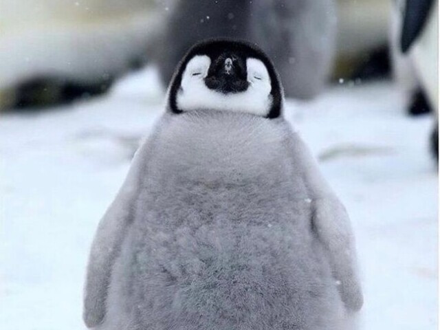 Pinguim