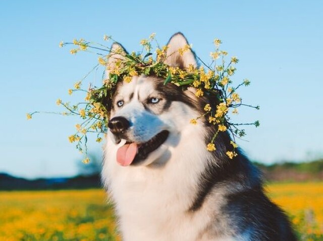 Cachorro