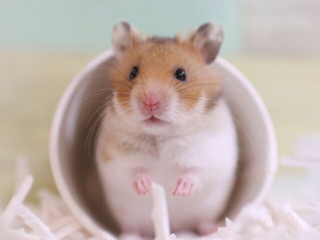 Hamster
