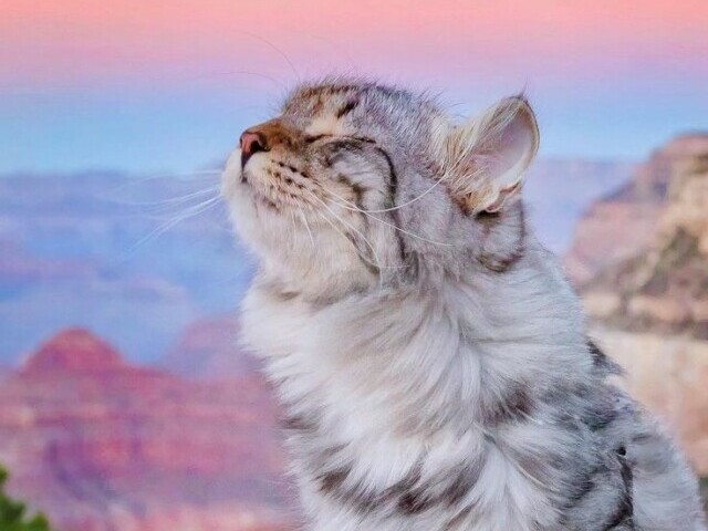 Gato