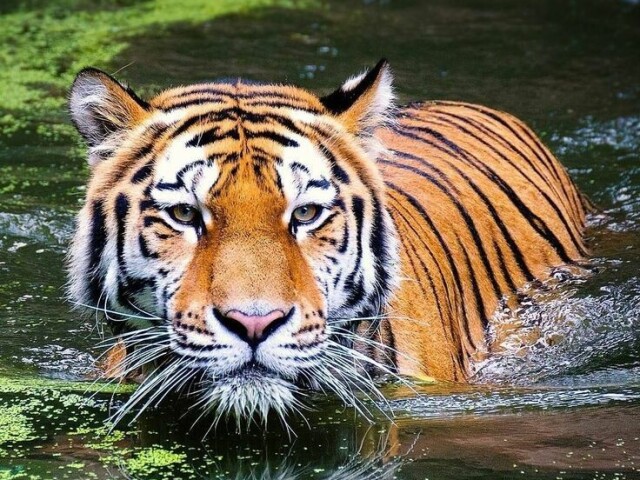 Tigre