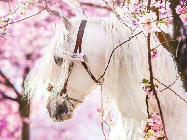 Cavalo