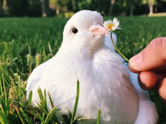 Pomba