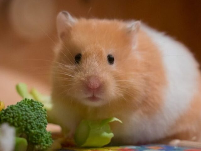 hamster