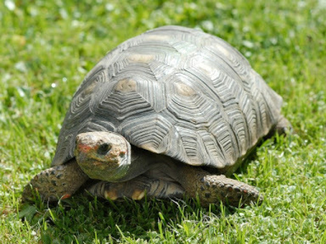 Tartaruga