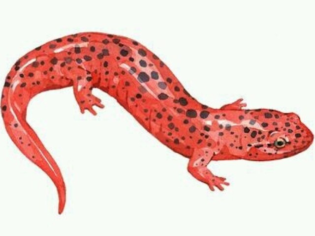 Salamandra de fogo