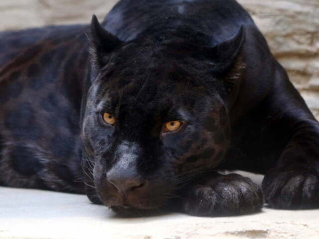 Pantera Negra