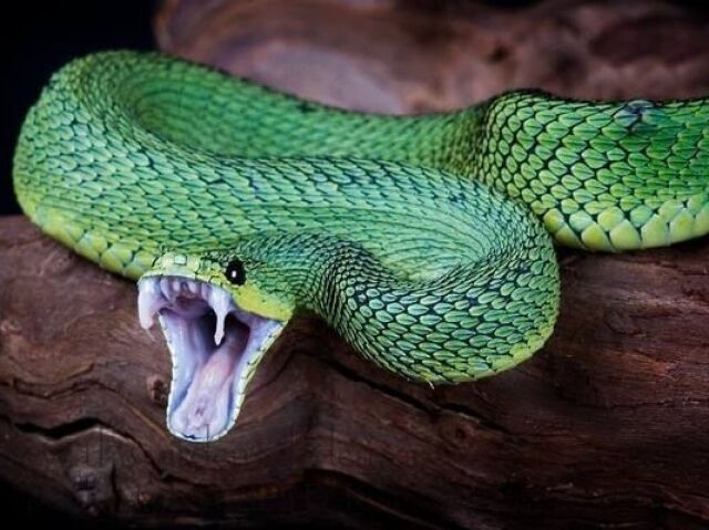 Serpente