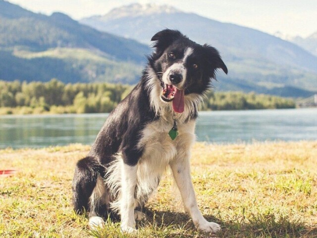 Aos collies