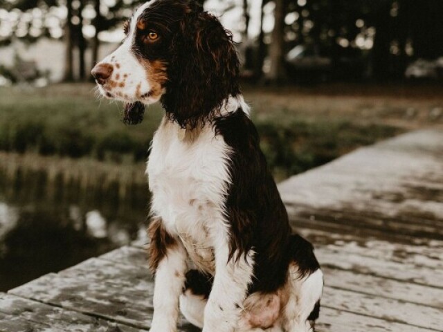 Aos spaniels