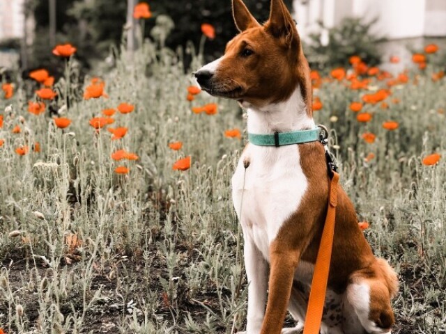 Basenji