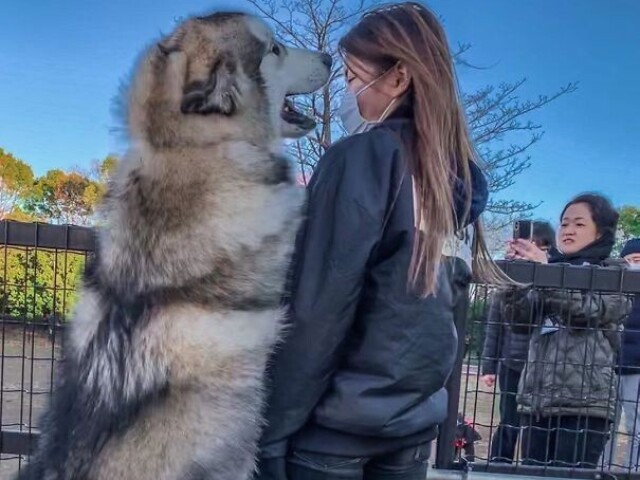 Malamute do Alasca