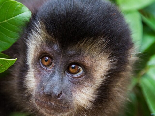 Macaco