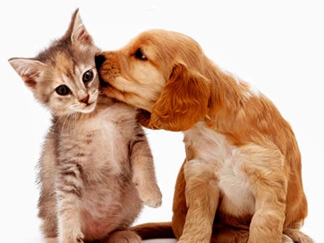 Você é gato ou cachorro?