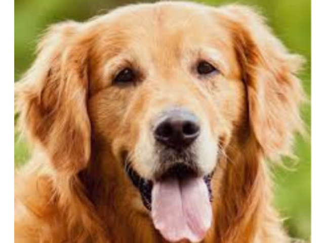 Golden retriever