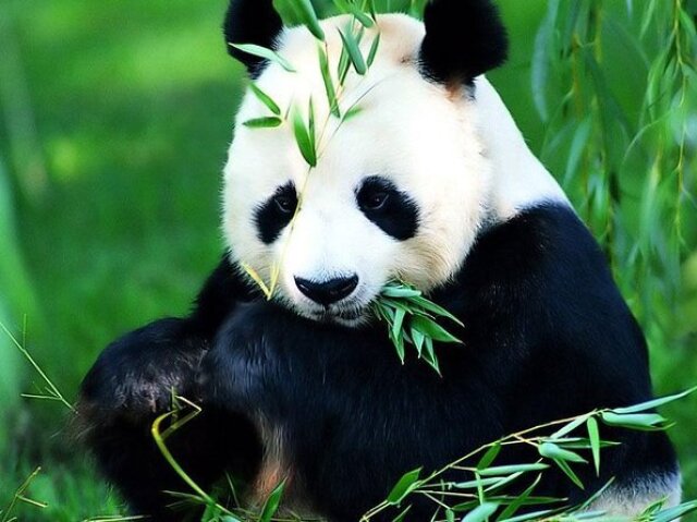 Panda