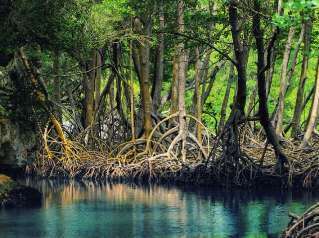 um lago com arvores em volta