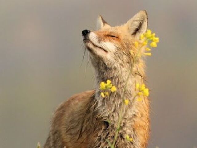 primavera