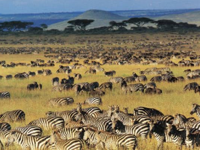 Serengeti; ver as savanas africanas, passear em um safari e tirar fotos de centenas de animais incríveis.