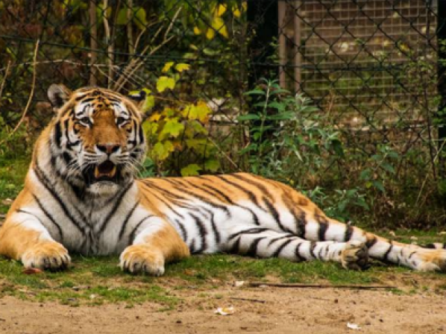 um predador forte e feroz, como um tigre, um lobo ou um urso