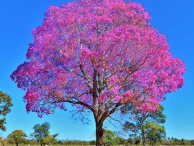 Uma grande Árvore cheia de flores